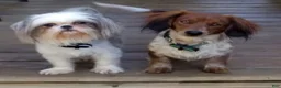 Mixed Breed dogs for sale: Black and White Male - Ad 2