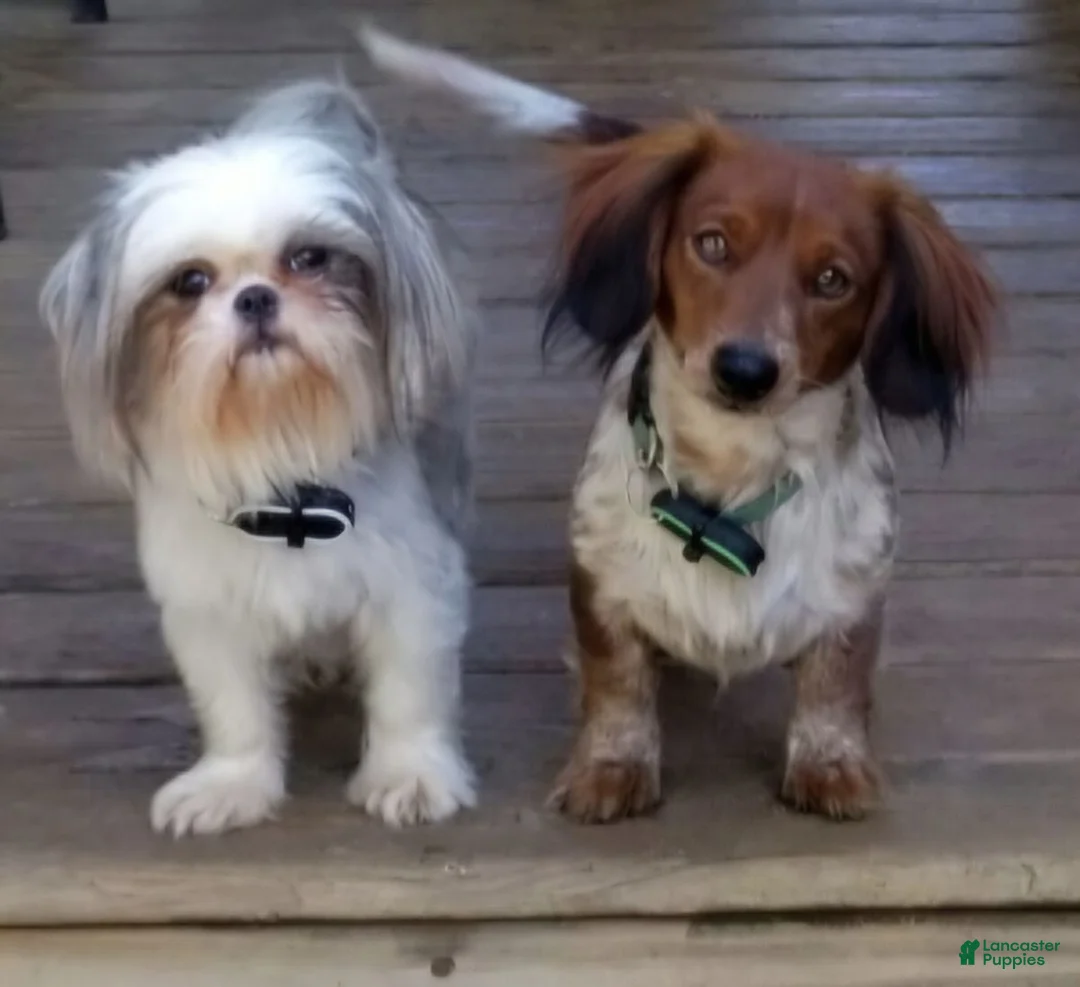 Mixed Breed dogs for sale: Black and White Male - Ad 2