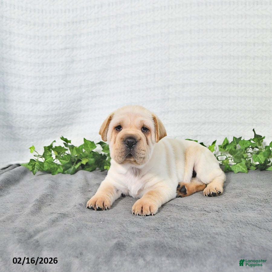 Mini Hippo dogs Conner - Ad 2