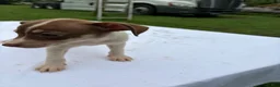Rat Terrier dogs for sale: Rat Terrier 7 - Ad 3