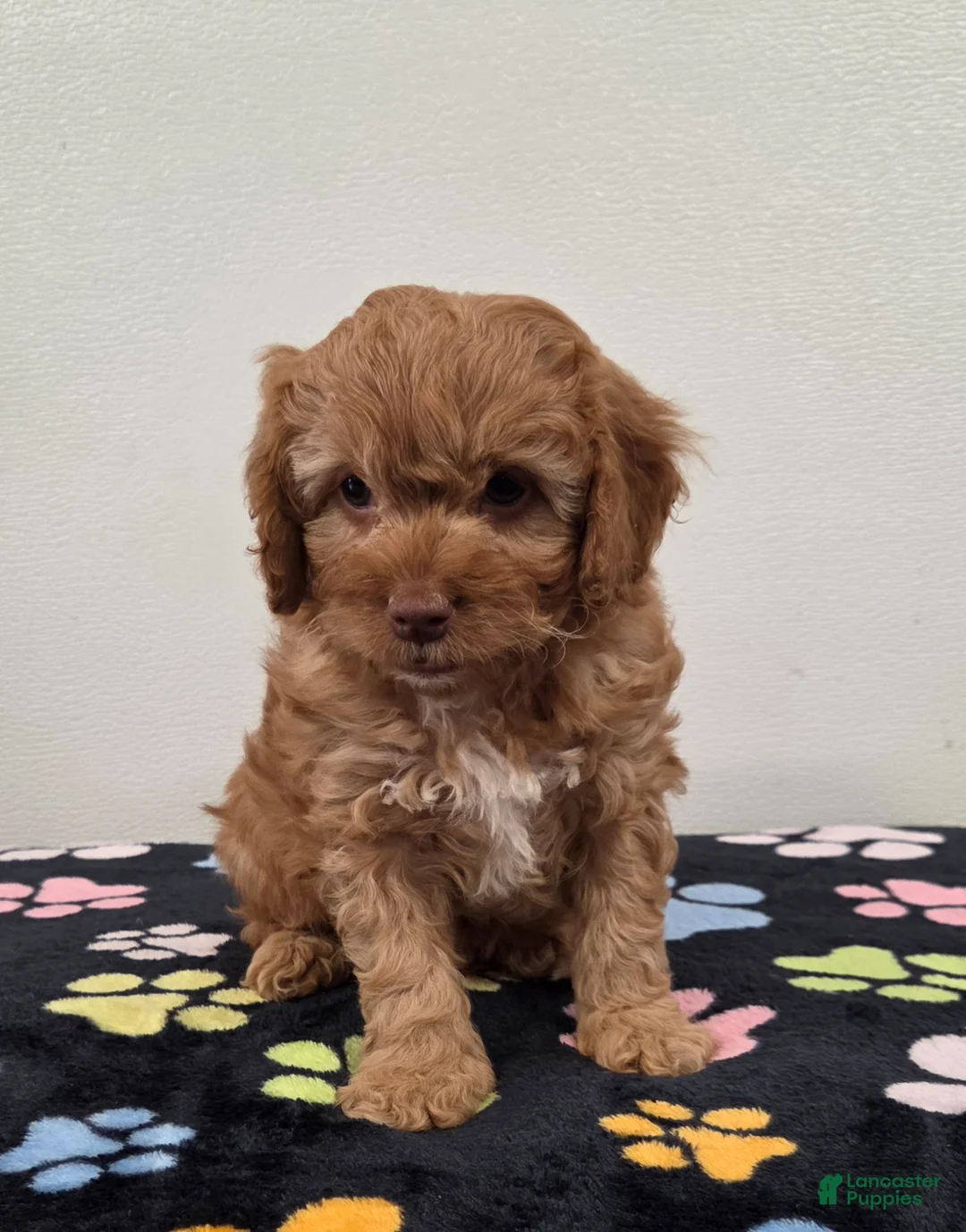 Cavapoo dogs for sale: Bailey - Ad 27