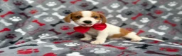 Mixed Breed dogs for sale: Dallas - Ad 2