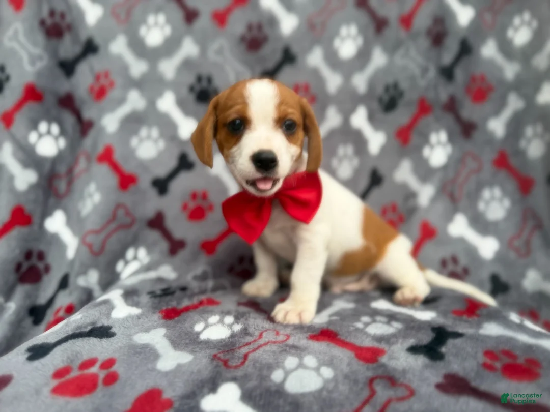 Mixed Breed dogs for sale: Dallas - Ad 2