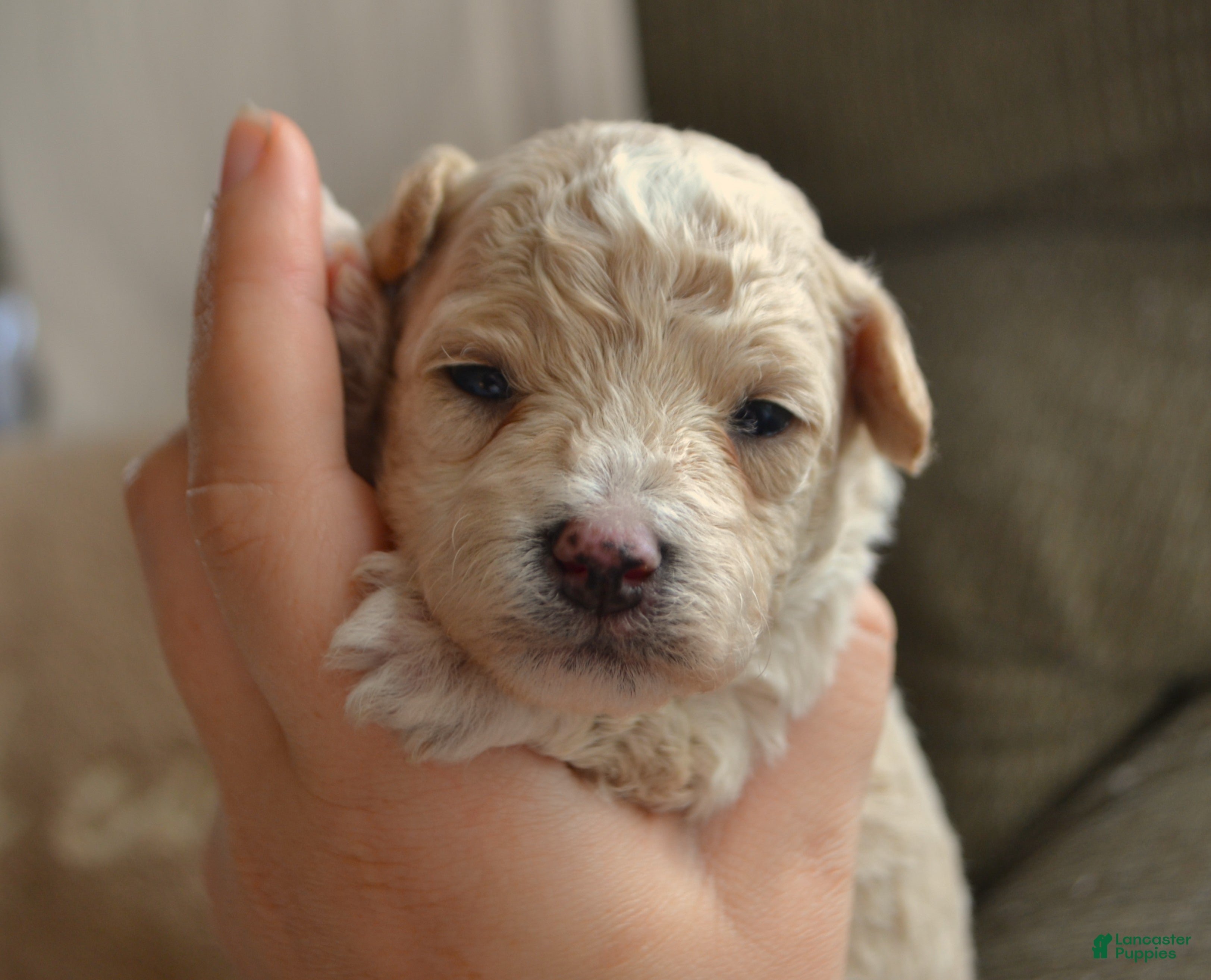 Maltipoo dogs Forrest - Ad 1