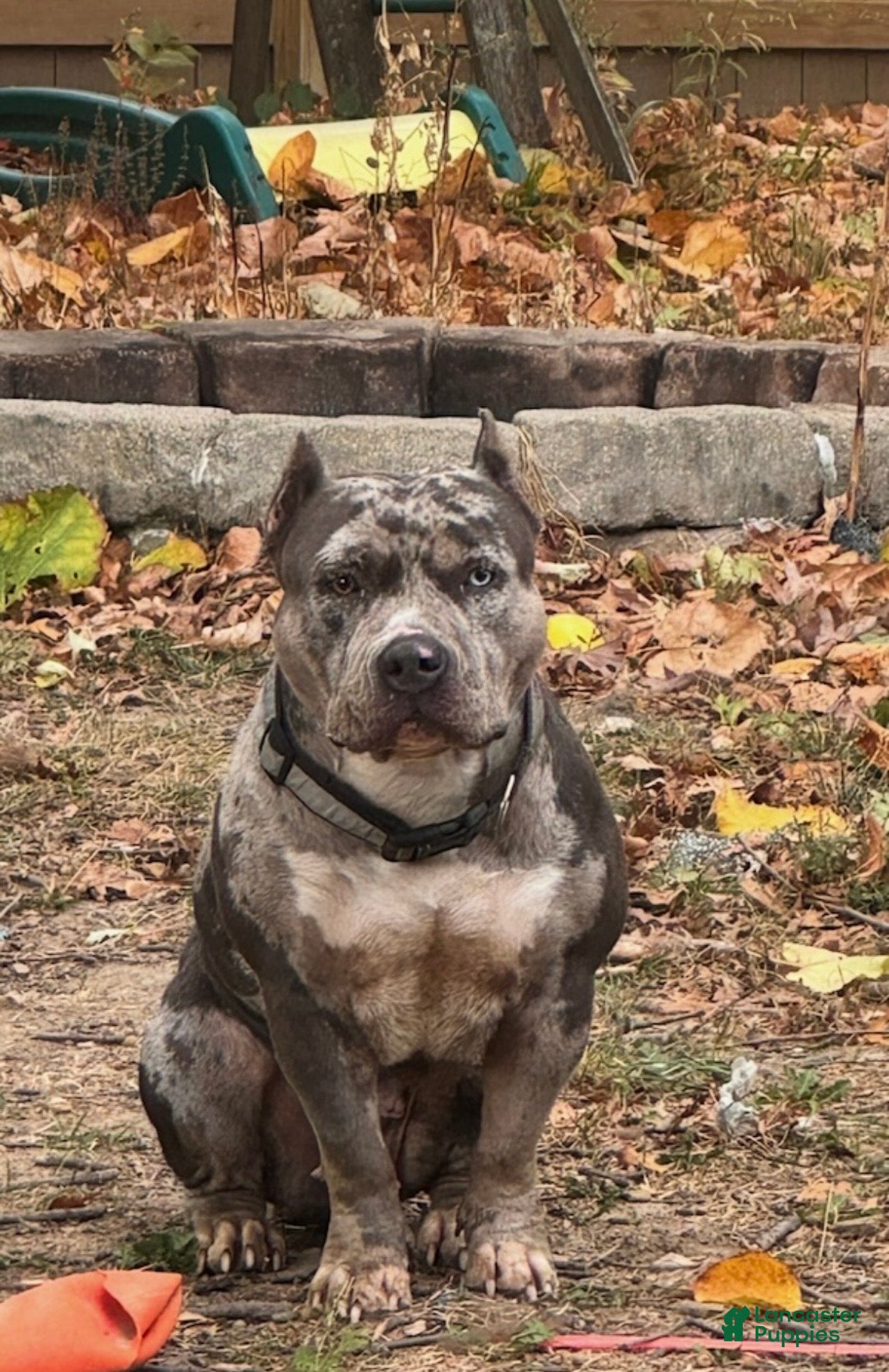 American Bully dogs American Bully Puppy 1 - Ad 1