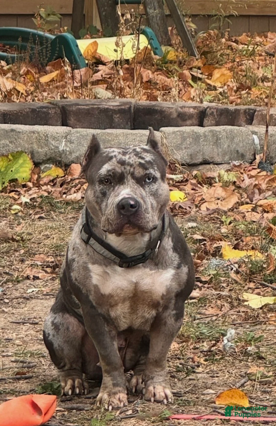 American Bully dogs for sale: American Bully Puppy 1 - Ad 1