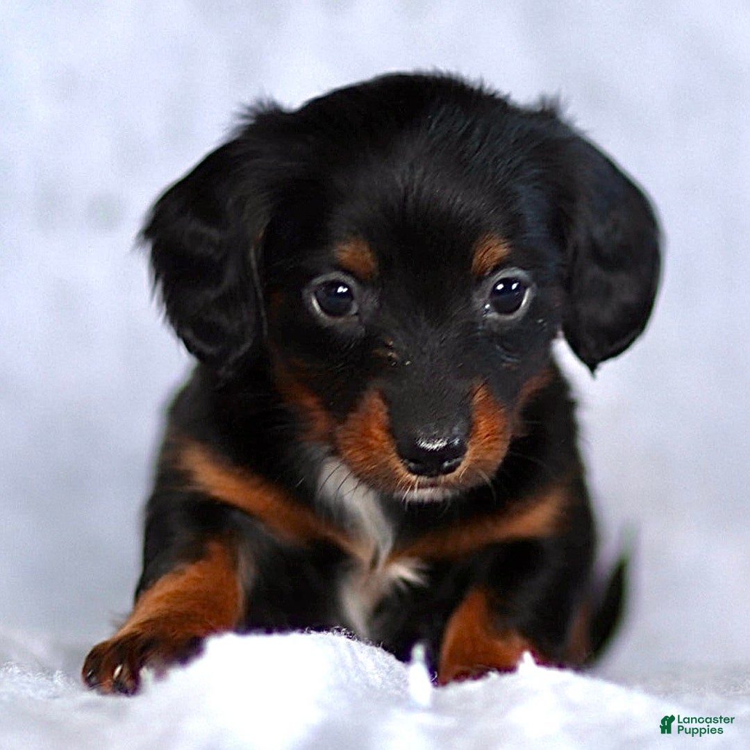 Dachshund dogs for sale: King - Ad 2