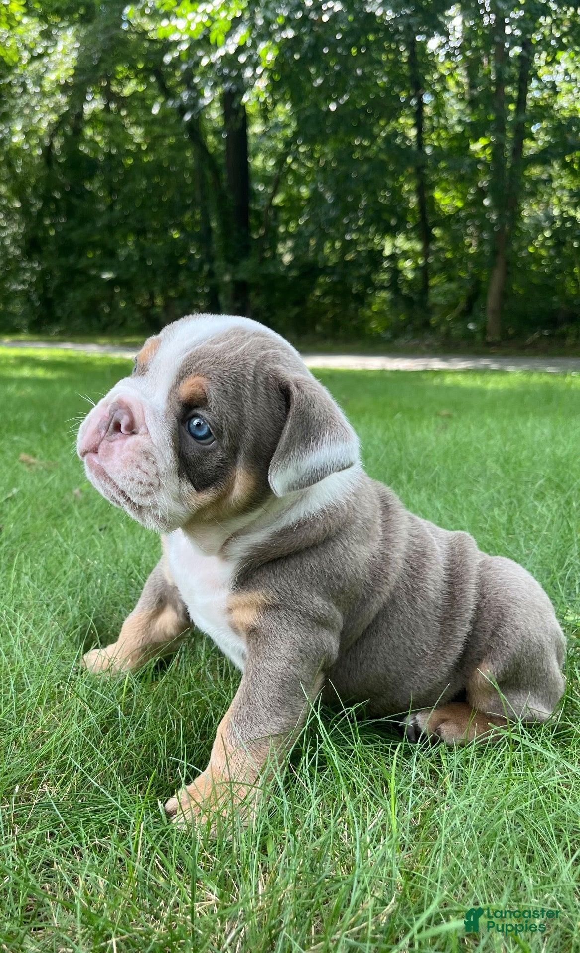 English Bulldog dogs Alistair - Ad 42