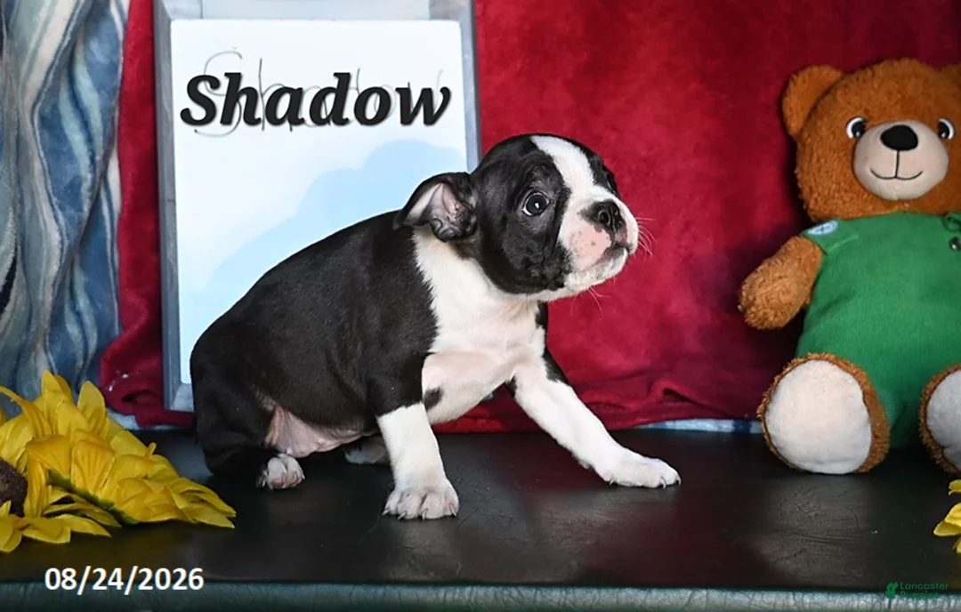 Boston Terrier dogs for sale: Shadow - Ad 3