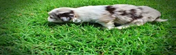 Havapoo dogs for sale: Sadie - Ad 11