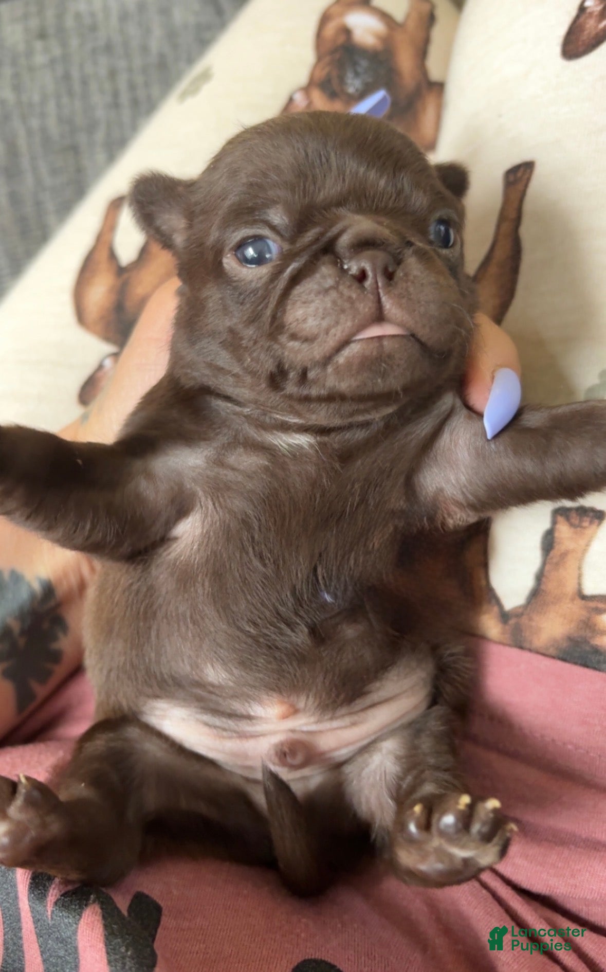 Pug dogs Rolo chocolate pug - Ad 31