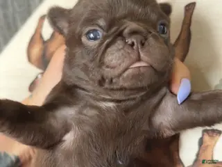 Pug dogs Rolo chocolate pug - Ad 31