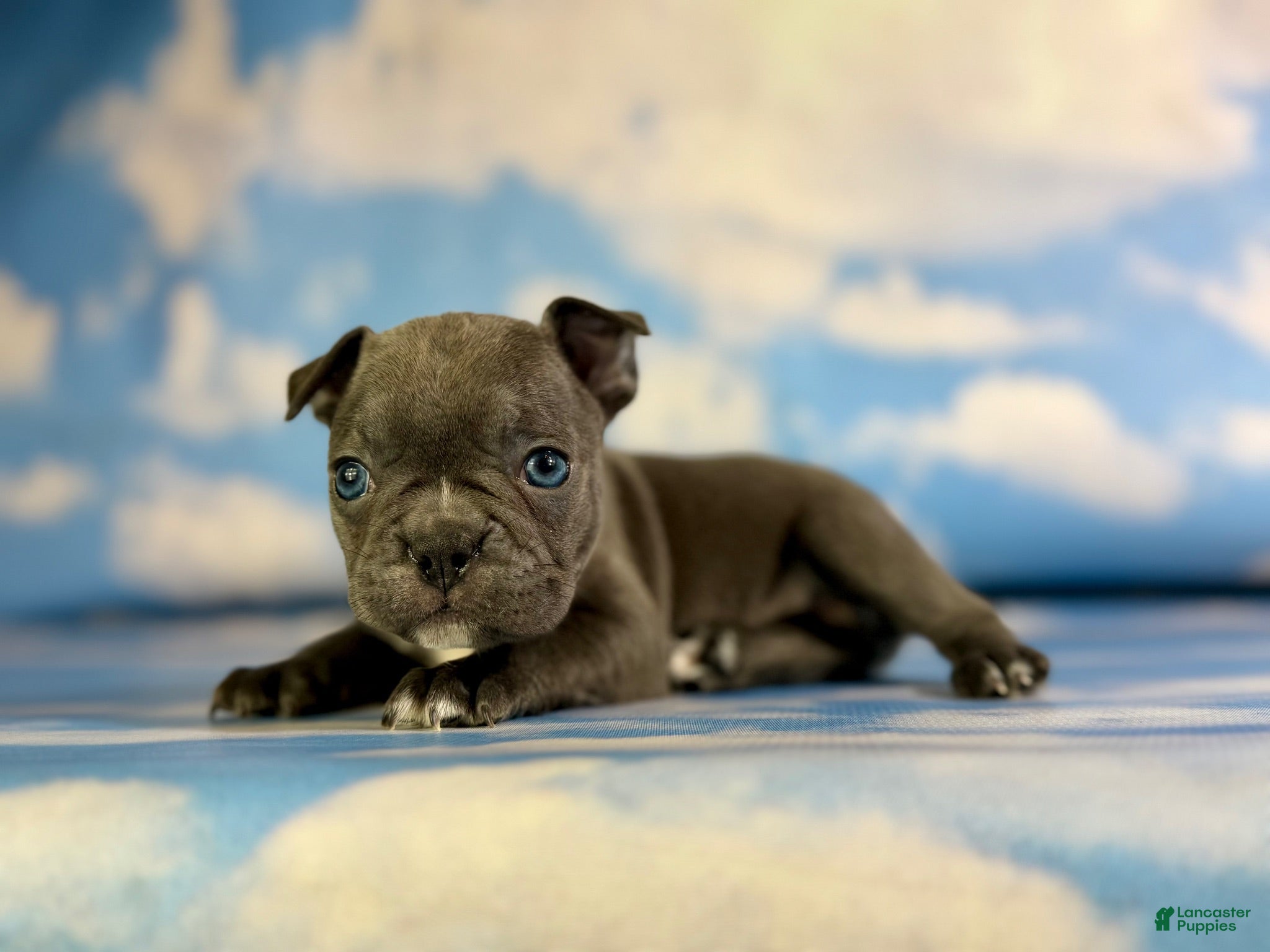 Frenchton dogs Lexi - Ad 2