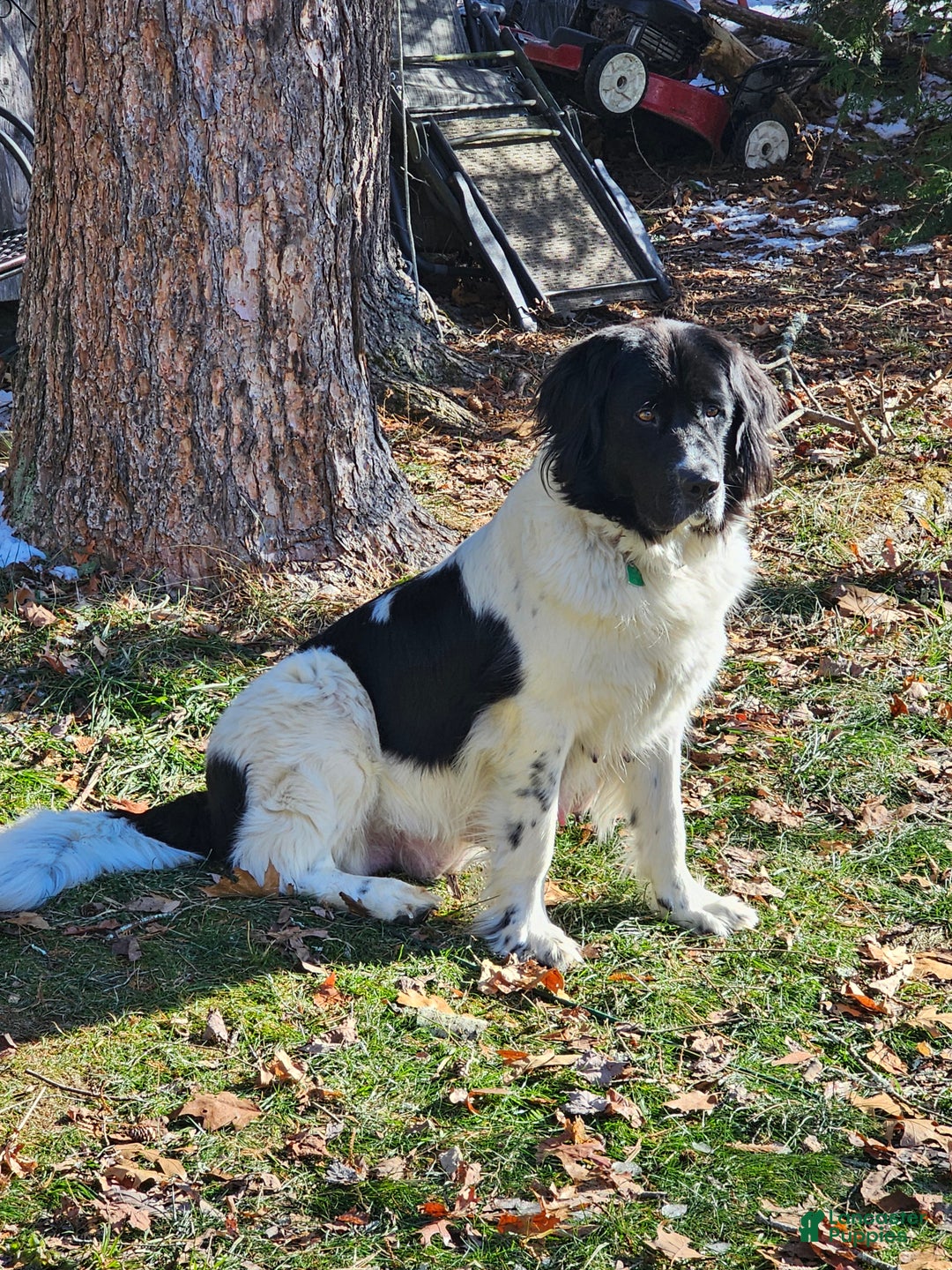 Newfoundland dogs for sale: Ella - Ad 6