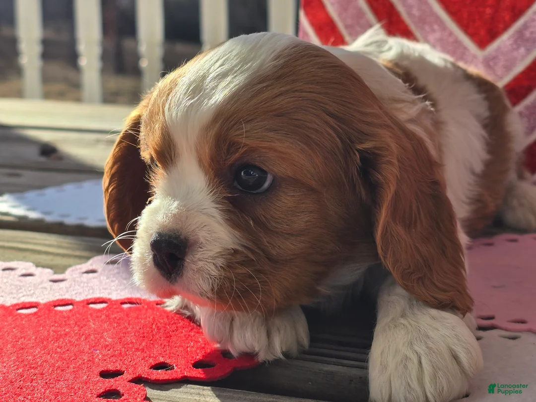 Cavalier King Charles Spaniel dogs for sale: Dillon - Ad 6