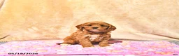 Cavapoo dogs for sale: Mercy - Ad 3