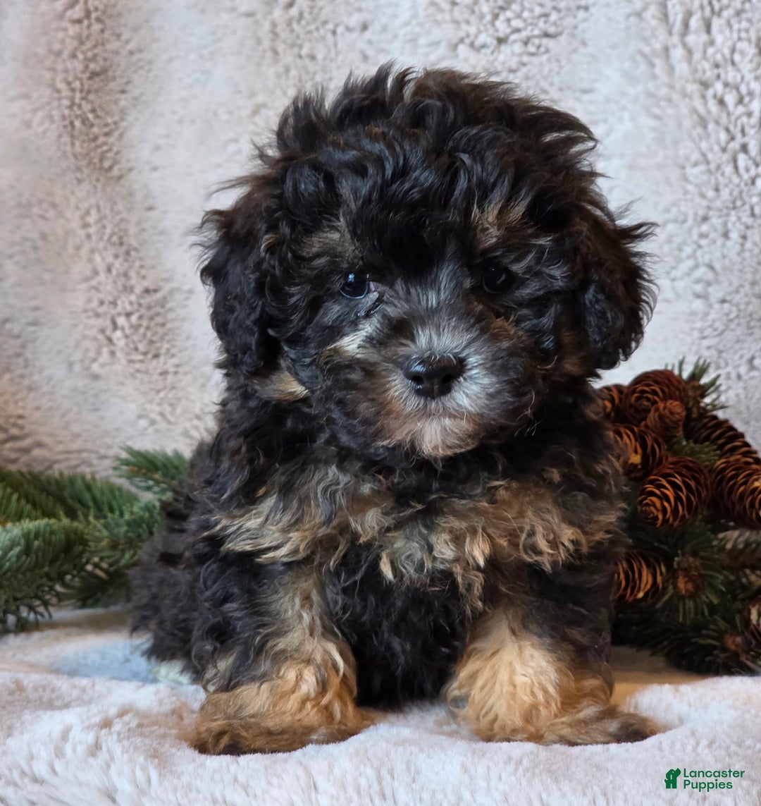 Shihpoo dogs for sale: Trooper - Ad 4