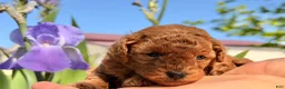 Toy Poodle dogs for sale: Willow  - Ad 8