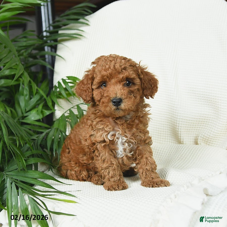 Toy Poodle dogs Timber - Ad 1