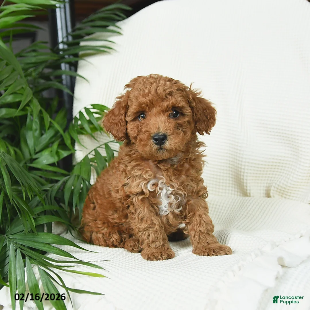 Toy Poodle dogs for sale: Timber - Ad 1