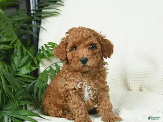 Toy Poodle dogs for sale: Timber - Ad 4