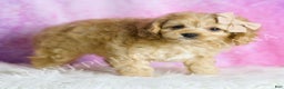 Cavapoo dogs for sale: Charlie - Ad 4
