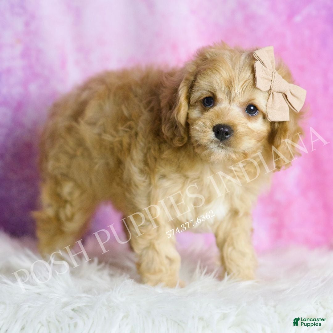 Cavapoo dogs for sale: Charlie - Ad 4