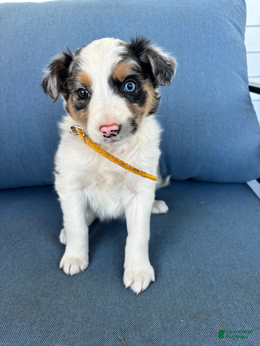 Mixed Breed dogs for sale: Stella - Ad 1