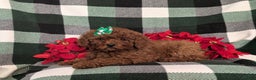 Miniature Poodle dogs for sale: Chanelle Ready for Christmas - Ad 5