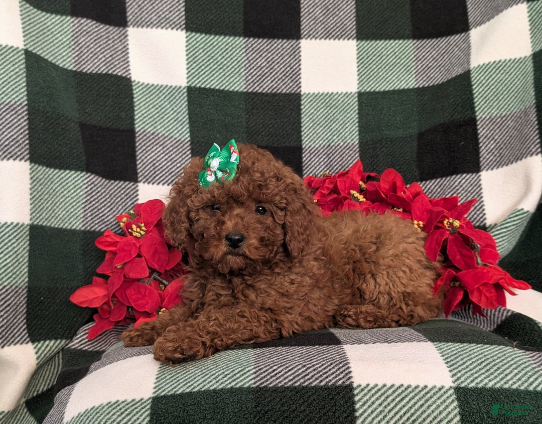 Miniature Poodle dogs for sale: Chanelle Ready for Christmas - Ad 5