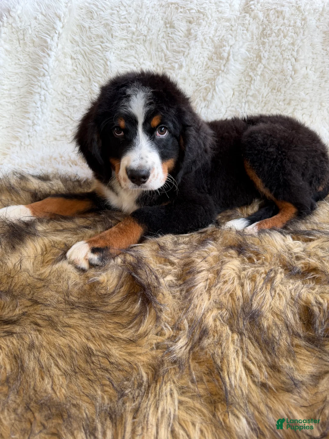 Bernedoodle dogs for sale: Whiskey ❤️ - Ad 1
