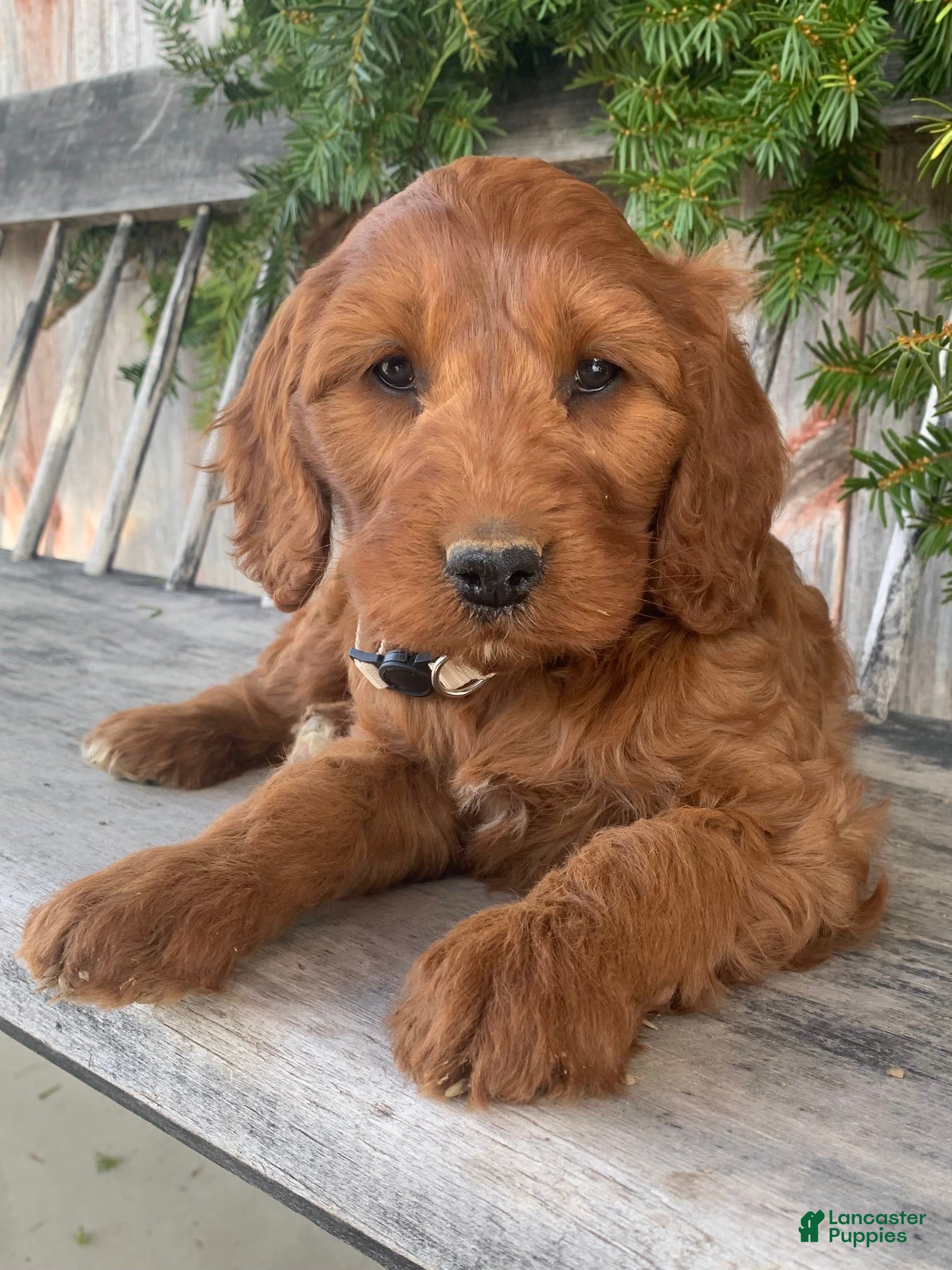 Irish Doodle dogs Sage - Ad 2