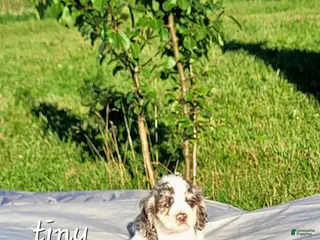 Cocker Spaniel dogs Tiny - Ad 37
