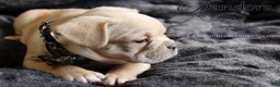 French Bulldog dogs for sale: Edge - Ad 3