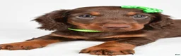 Miniature Dachshund dogs for sale: Theo - Ad 5