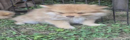 Pomeranian dogs for sale: Molly (only a boy left) - Ad 5