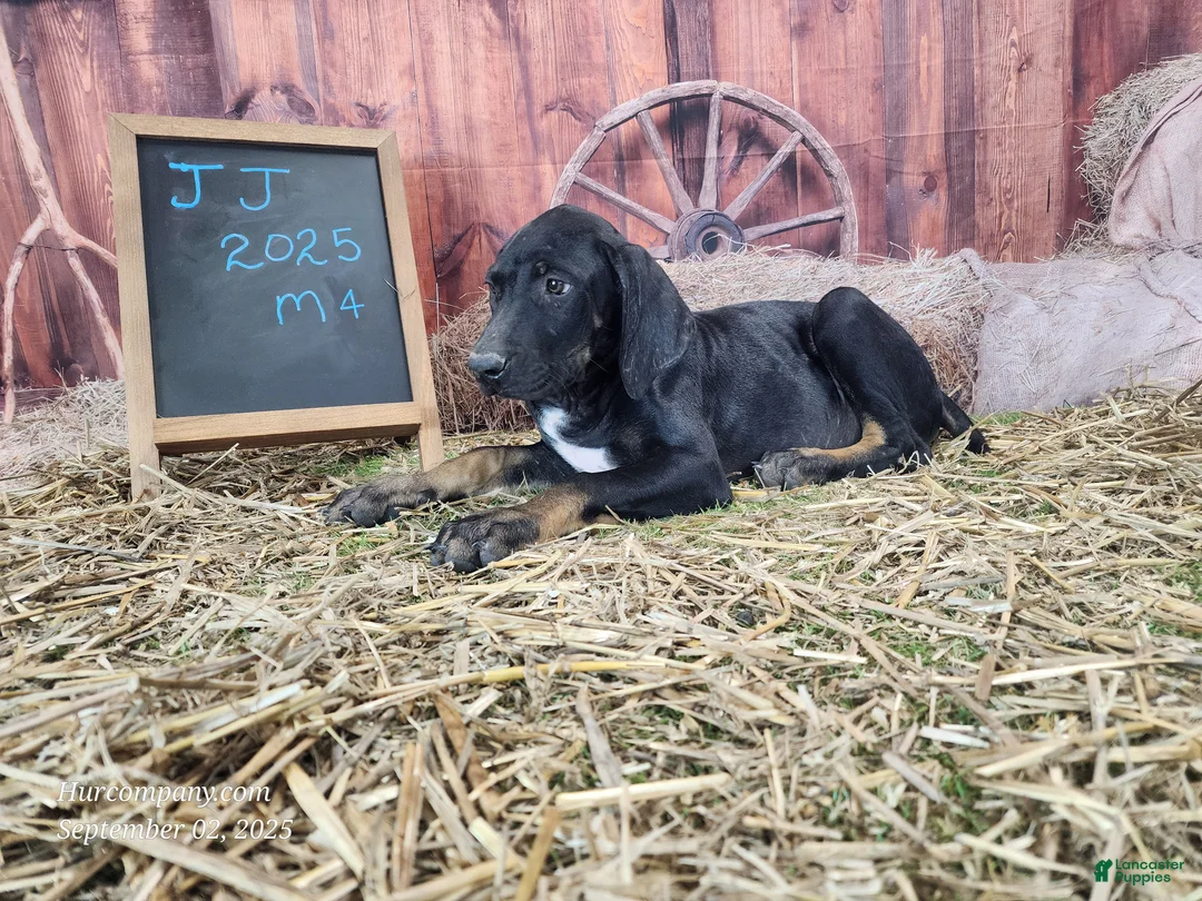Catahoula Leopard Dog dogs for sale: JJ 2025 Male 4 - Ad 5