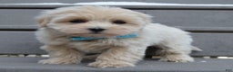 Maltipoo dogs for sale: Max - Ad 6