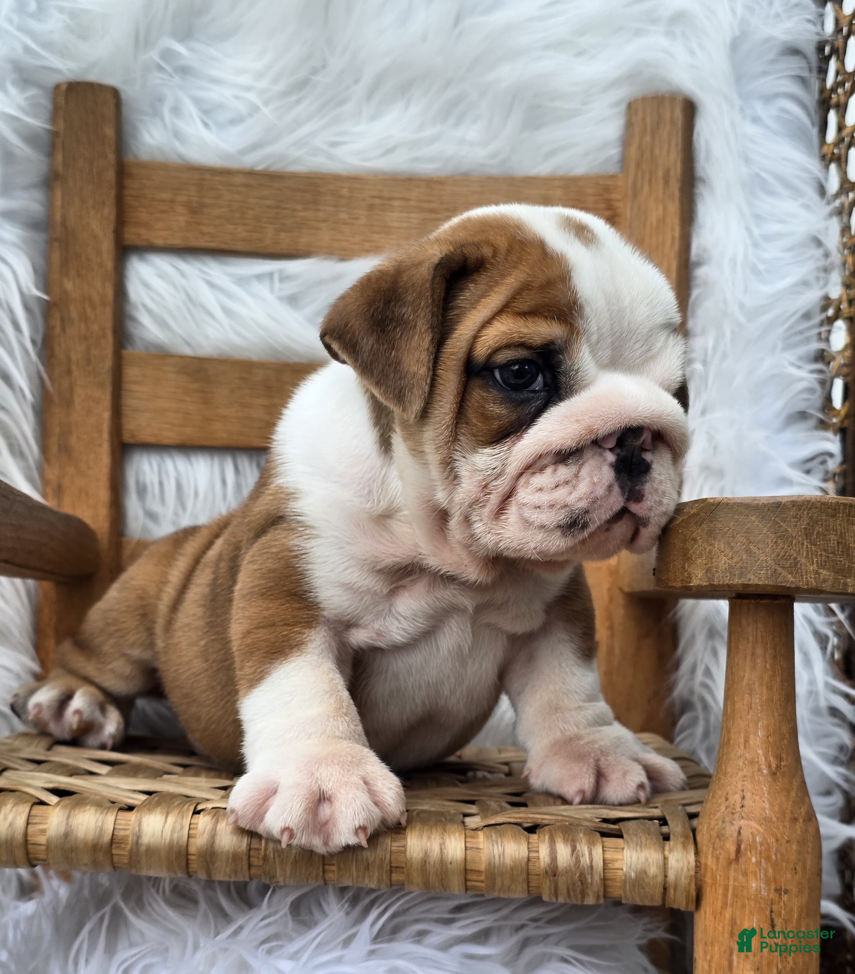 English Bulldog dogs Diesel - Ad 2