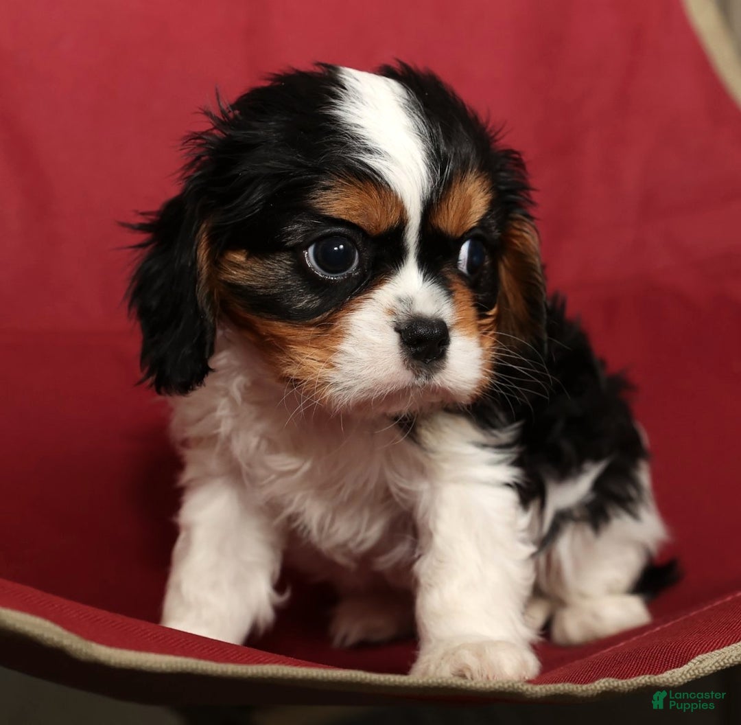 Cavalier King Charles Spaniel dogs for sale: Bobby - Ad 7