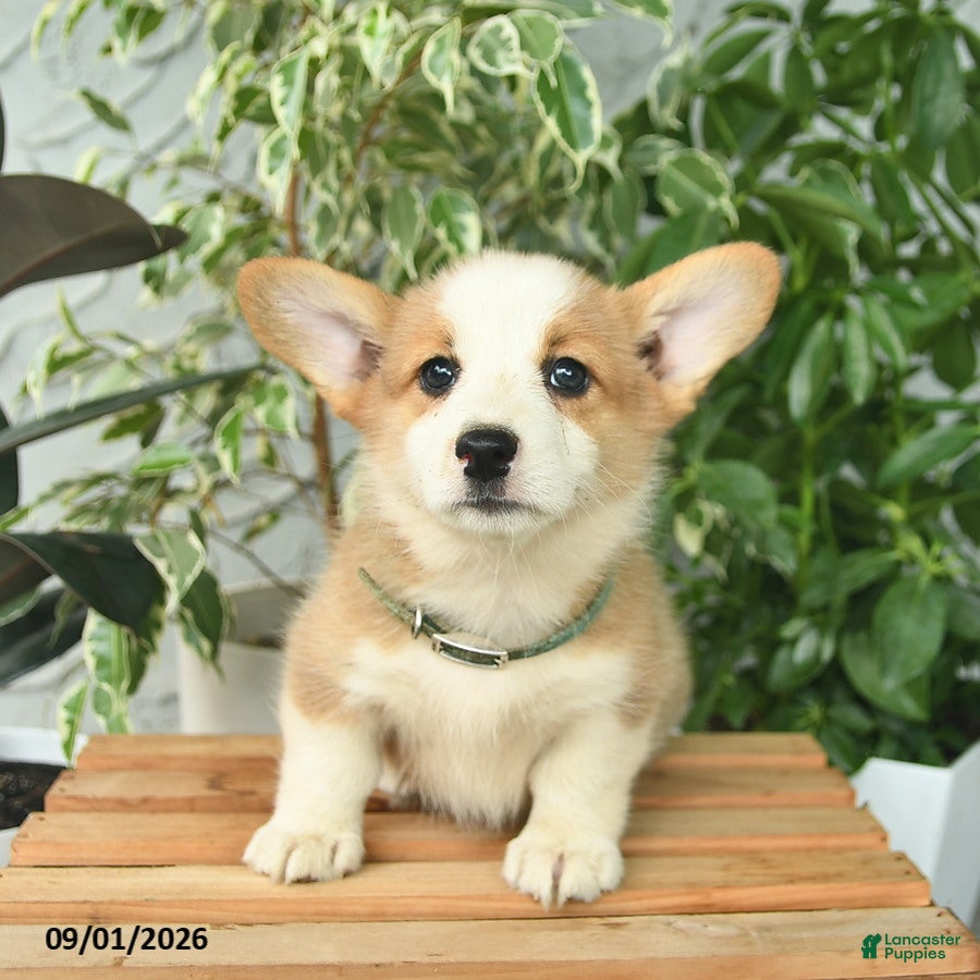 Welsh Corgi Pembroke dogs Honoria  - Ad 2