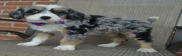 Mini Bernedoodle dogs for sale: Bailey - Ad 20