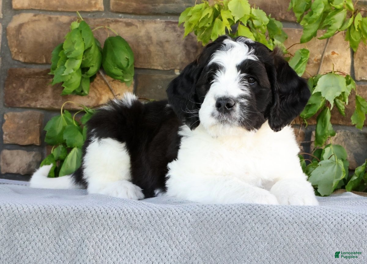 Saint Berdoodles dogs Jake - Ad 1