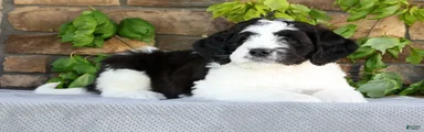 Jake