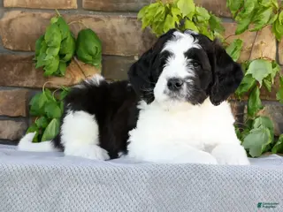 Saint Berdoodles dogs for sale: Jake - Ad 2