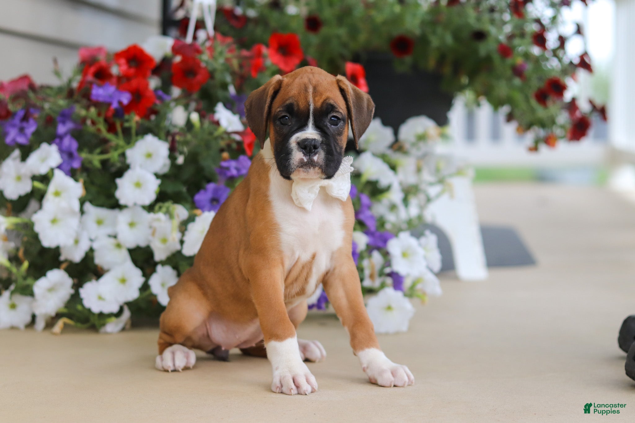 Boxer dogs Tasha - Ad 1