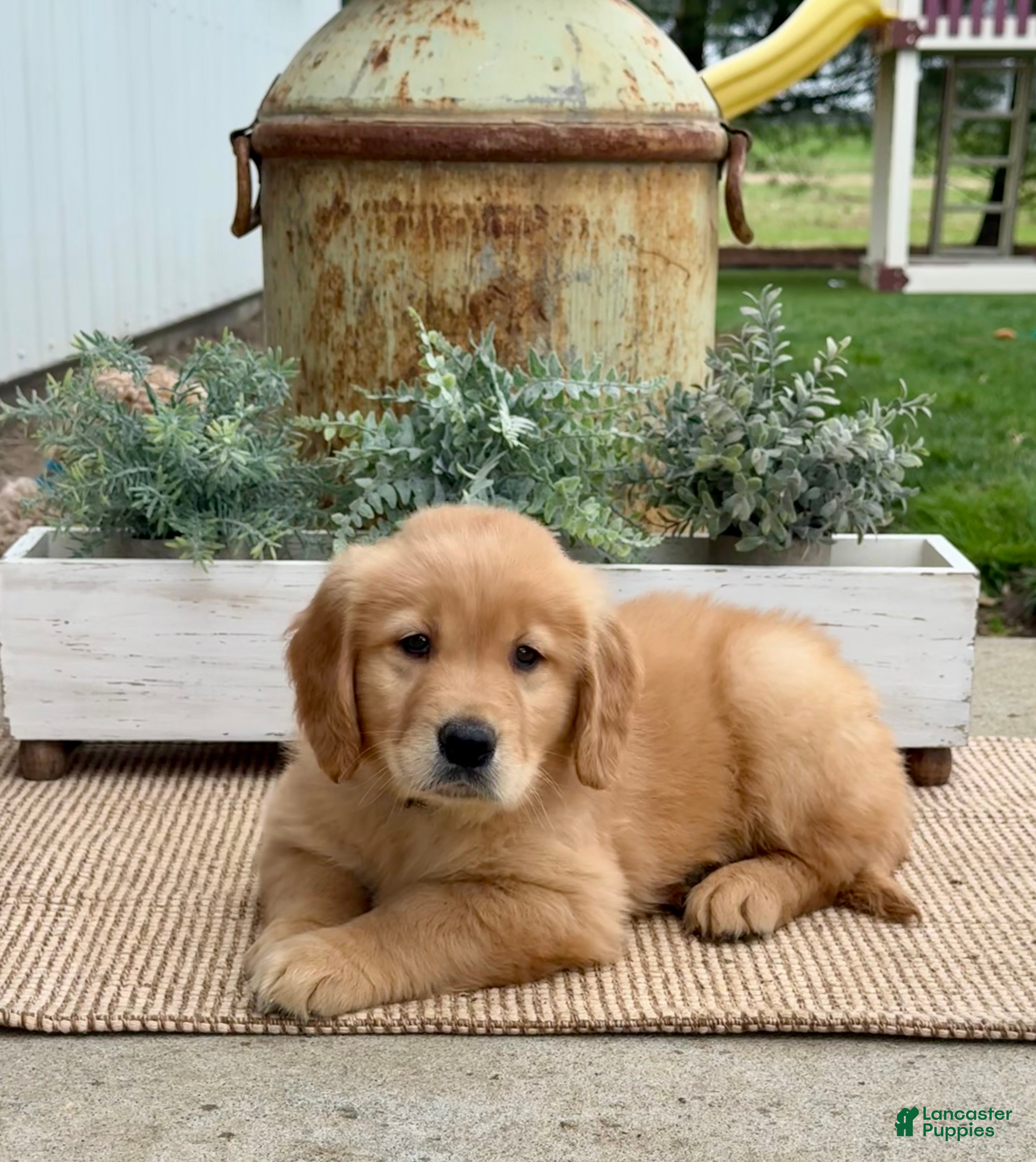 Golden Retriever dogs Greg - Ad 2