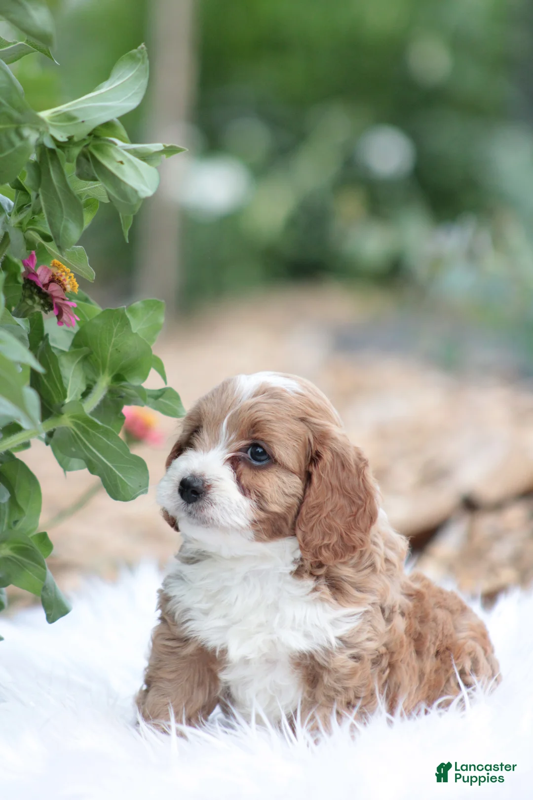 Cavapoo dogs for sale: Jasmine  - Ad 2