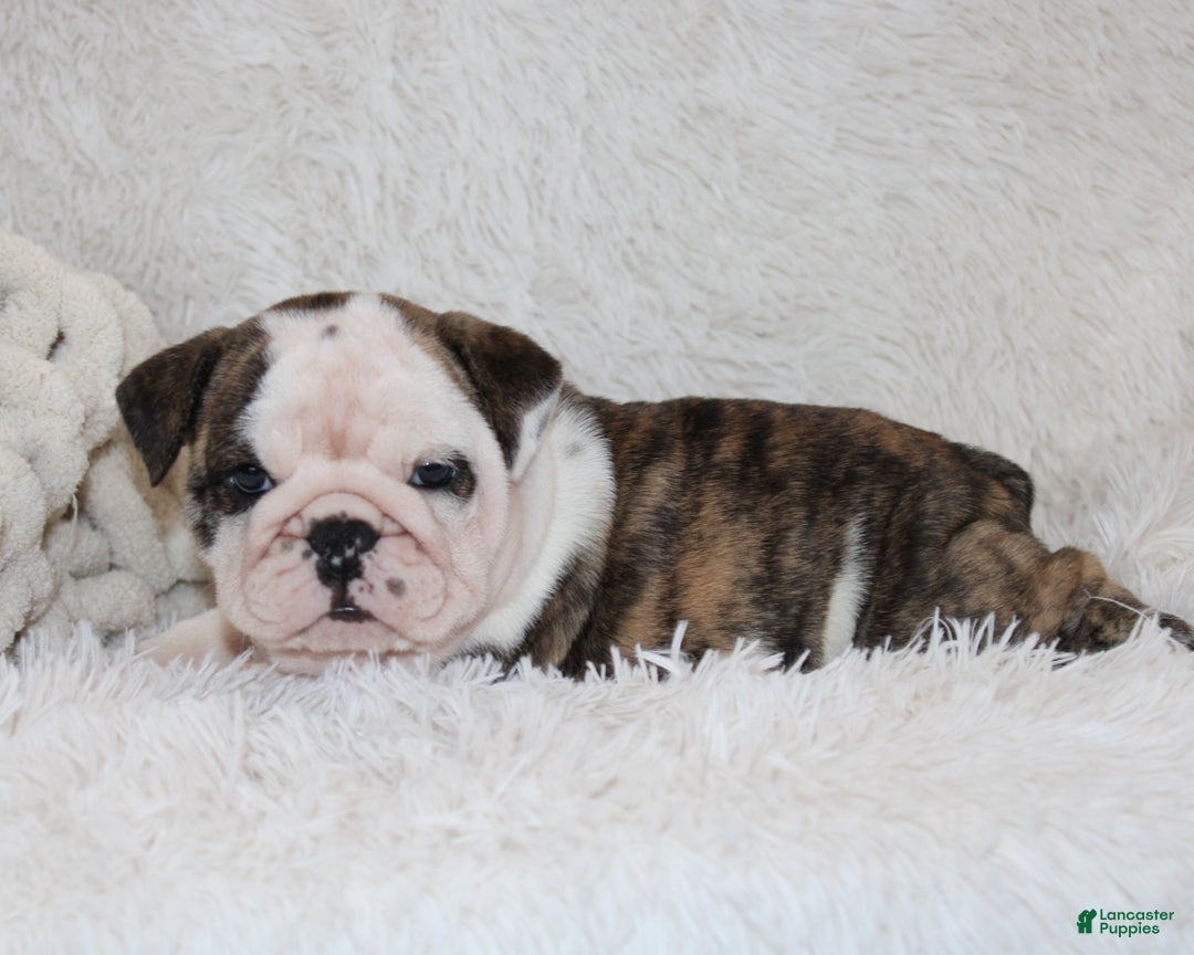 English Bulldog dogs for sale: Taya - Ad 9