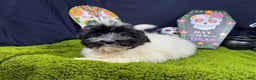 Havanese dogs for sale: Havanese Puppy 1 - Ad 6